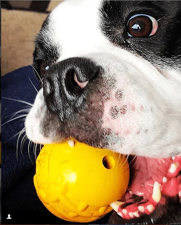 Chew Resistant Toy | Rubber Yellow Ball