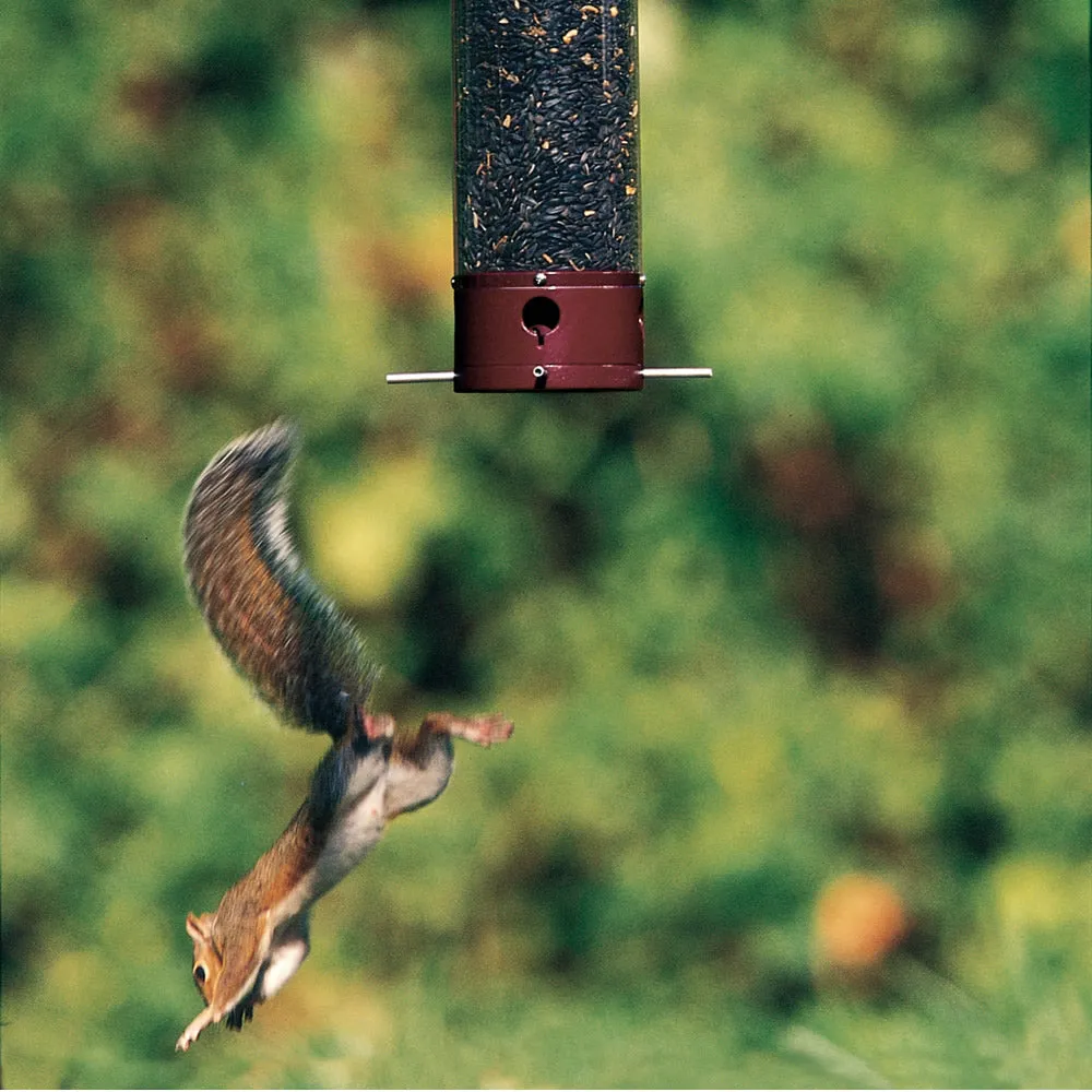 Droll Yankees Dipper Squirrel-Proof Bird Feeder